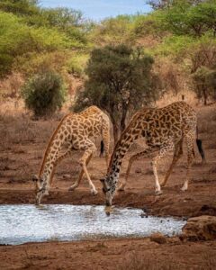 Amboseli 1