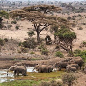 Amboseli 2