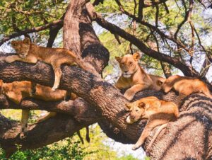 Lake Manyara 1