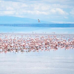 Lake Manyara 2