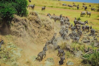 Masai mara 2