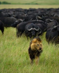 Masai mara 3