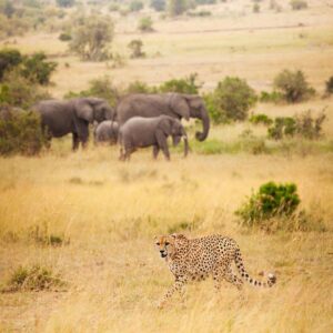 Masai mara 4