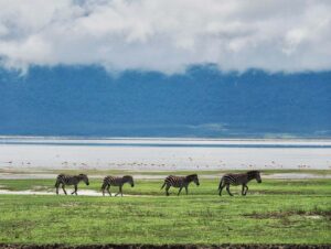 Ngorongoro 2