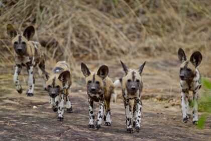 Selous-wild-dogs (Medium)