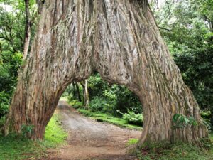 arusha np fig tree