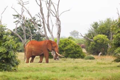 37310327 - a red dirty african elephant in tsavo east national park in kenya.