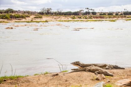 18244501 - kenya, tsavo east national park. crocodiles  joining the last sun before the sunset