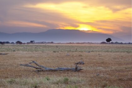 37307864 - a tree branch in the foreground of a sunset in tsavo east national park in kenya with a group of elephants passing.