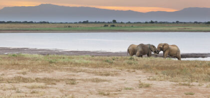 African Elephants fighting in Tsavo East National Park in Kenya at sunset