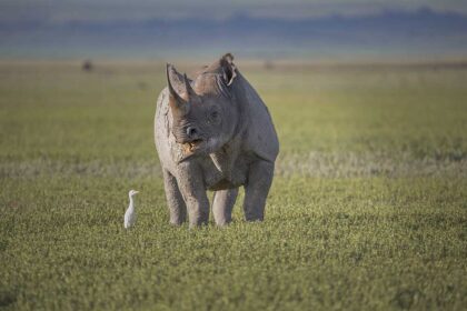 Ngorongoro 3a