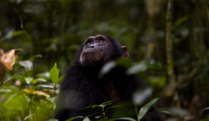 Night forest walk in Kibale National Park