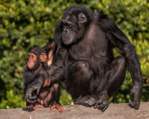 Ol Pejeta Conservancy 2