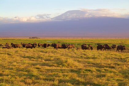 amboseli 2 (2)