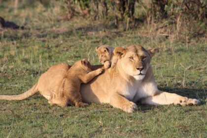 masai mara 1 (2)