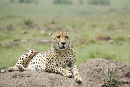 masai mara 2 (2)