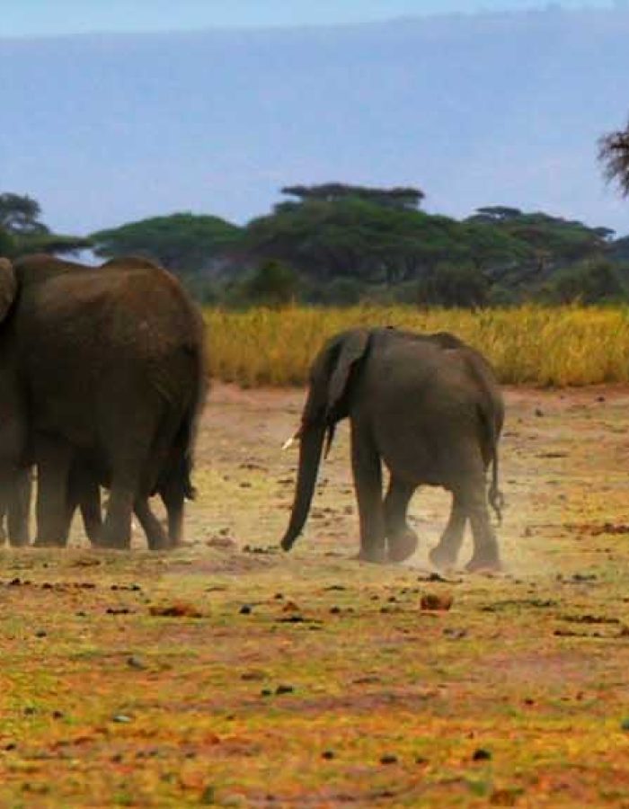 8108046 - african safari, wild elephants family and panoramic landscape of amboseli national park, kenya