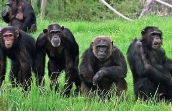 Gombe Stream National Park