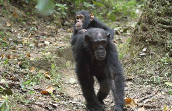 Young chimpanzee (Pan troglodytes) on the back of his mother in Gombe Stream National Park, Tanzania