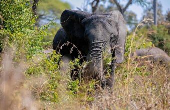 Katavi National Park