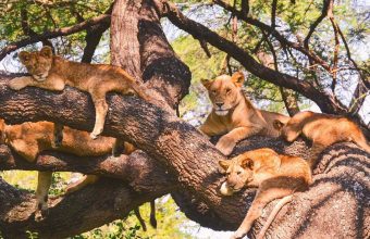 Lake Manyara National Park