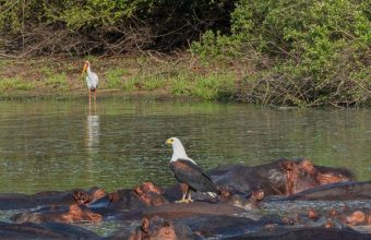 6-Day Sport Fishing Safari Experience in Nyerere National Park (Selous Game Reserve)