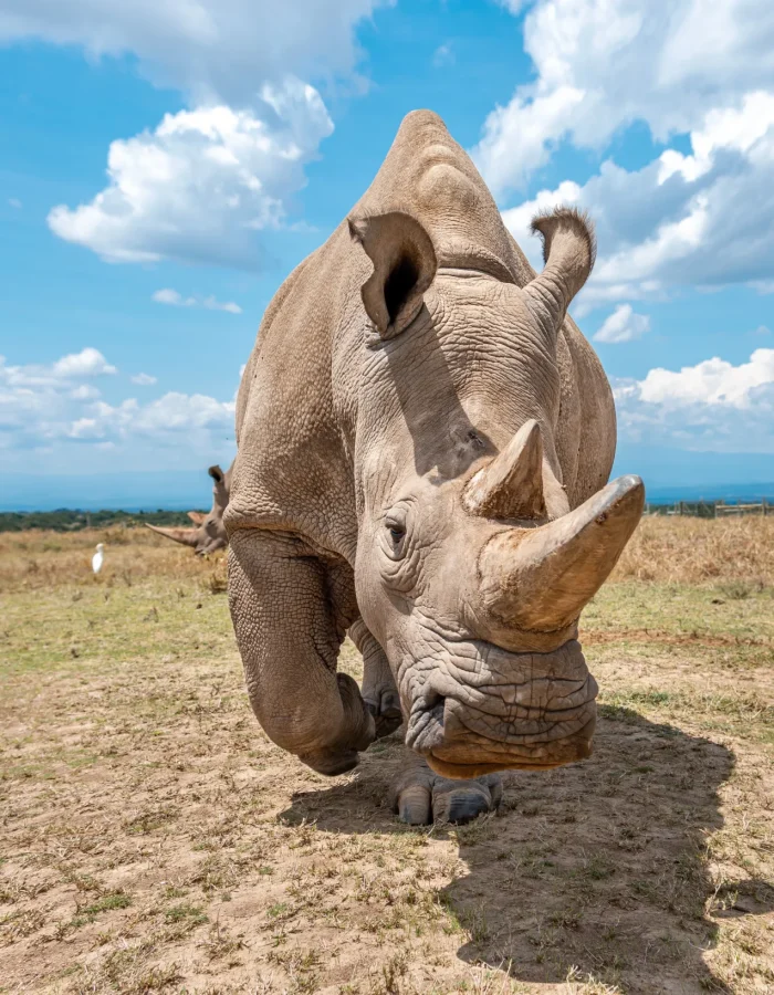 Ol Pejeta Conservancy
