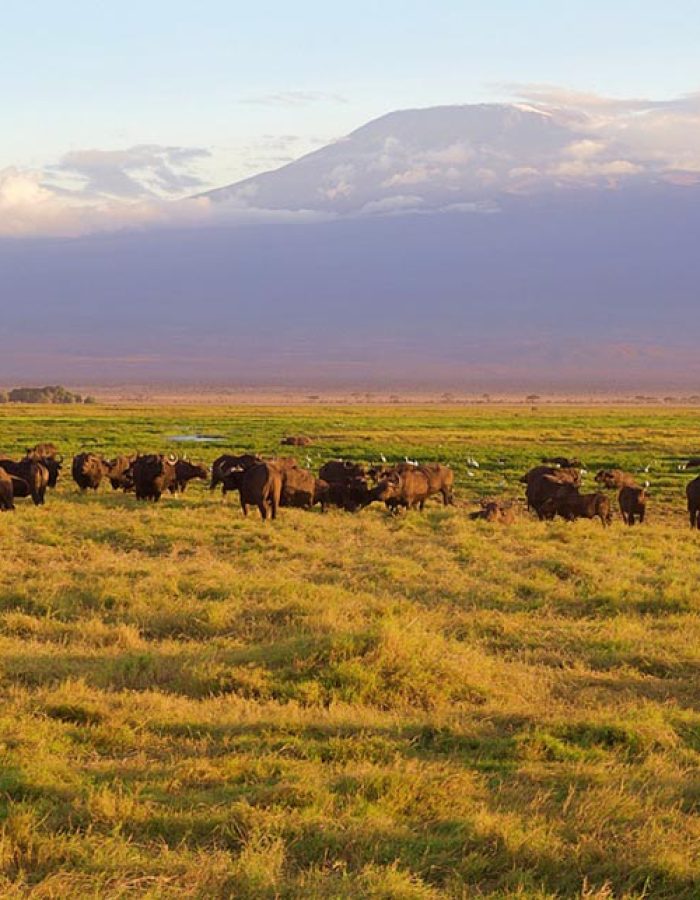 amboseli 2 (2)