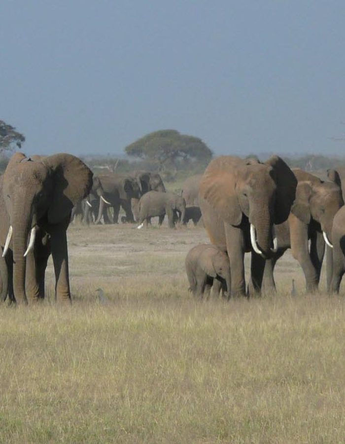 amboseli top (2)