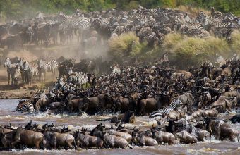 8 Days Tanzania Luxury Wildebeest Migration River Crossing