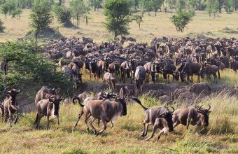 7 Days Wildebeest Migration Western Corridor