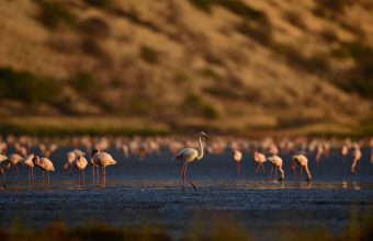 7 Days Off-Road Northern Tanzania Lakes Tour