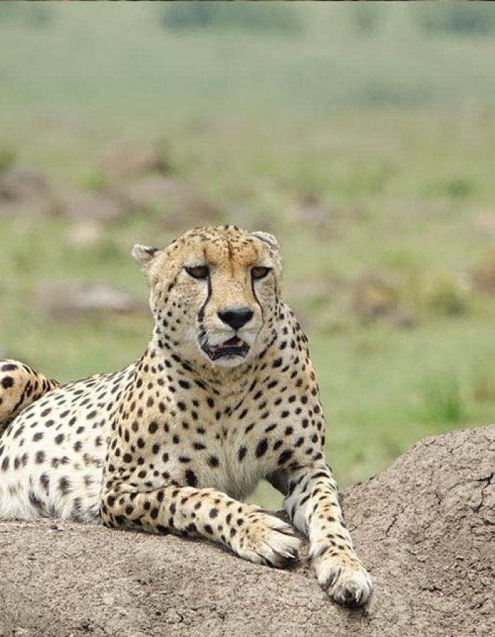 masai mara 2 (2)