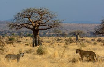 Ruaha National Park