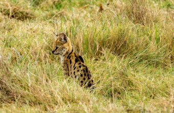 Serval Wildlife Sanctuary