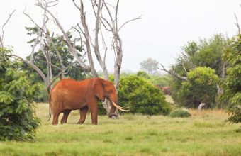 37310327 - a red dirty african elephant in tsavo east national park in kenya.