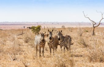 18543996 - kenya, tsavo east national park. three zebras looking to the photographer, sunset light